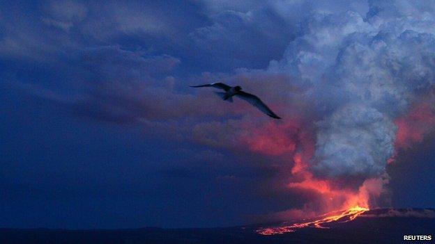 The Wolf volcano spews smoke and lava on Isabela Island, 25 May 2015