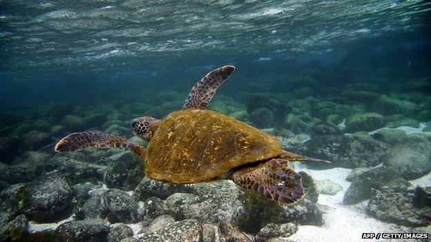 Green sea turtle (Chelonia mydas) swims underwater in San Cristobal island, Galapagos Archipelago, 1 September 2009