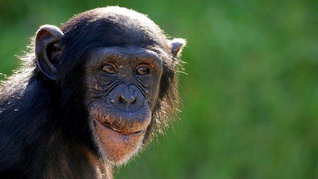 A baby chimpanzee at Taronga Zoo, Sydney