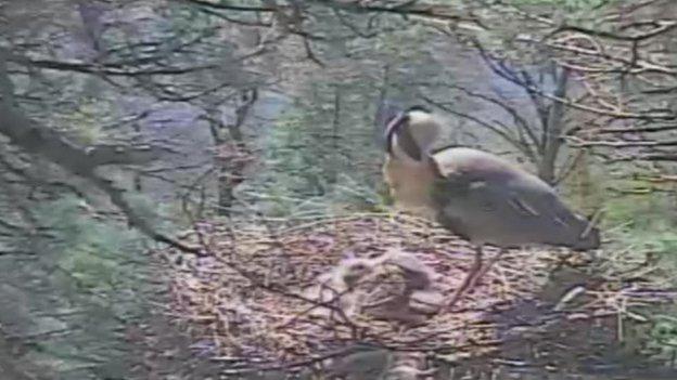 Herons on a nest in Ellesmere