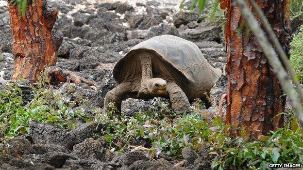 A giant tortoise on the Galapagos Islands