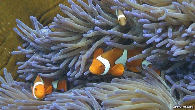 Fish swim in coral in Australia's Great Barrier Reef