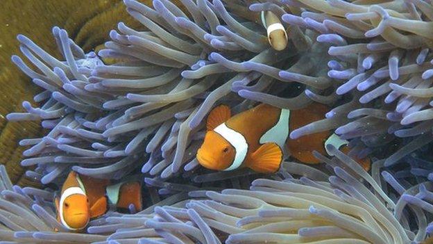 Fish swim in coral in Australia's Great Barrier Reef