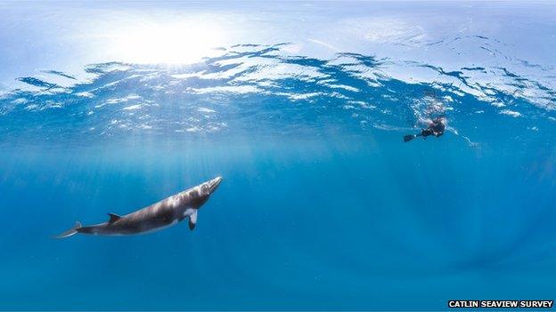 A diver on the Great Barrier Reef peers down at a Minke whale