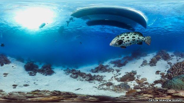 Divers swimming above a cod hole on the Great Barrier Reef