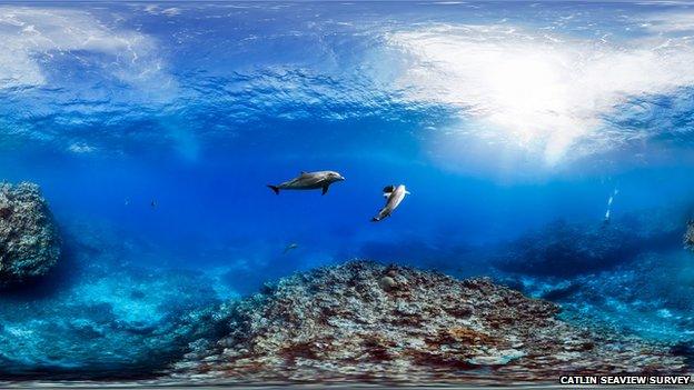 Dolphins Swimming in the waters of the Great Barrier Reef