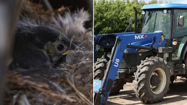 Chick in nest and tractor