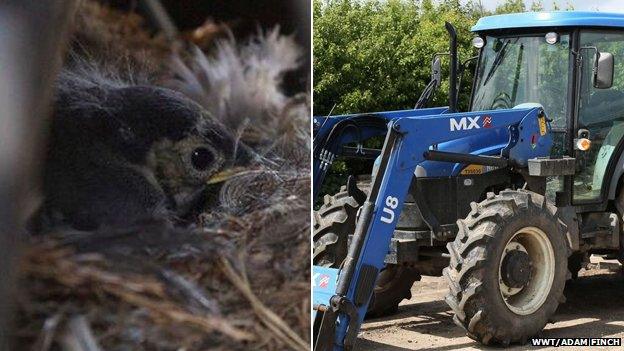 Chick in nest and tractor