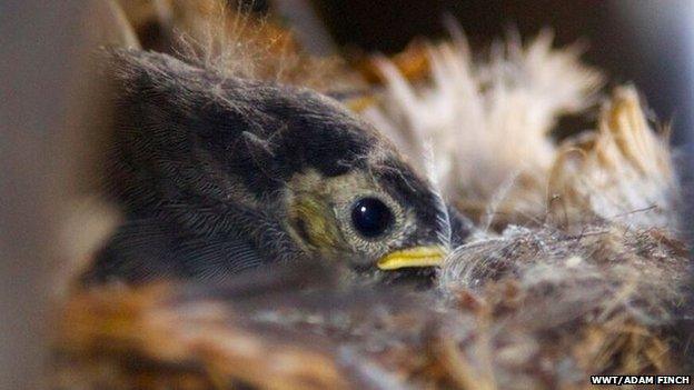 Chick in nest in tractor