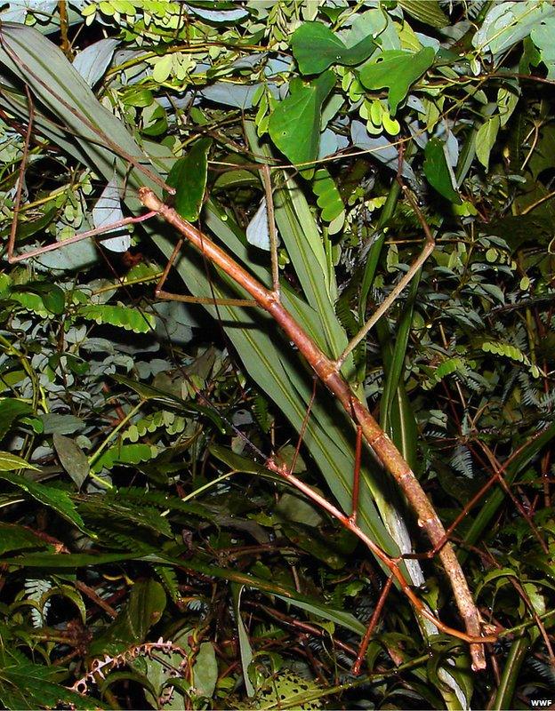 Stick insect Phryganistria heusii yentuensis