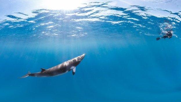 A diver on the Great Barrier Reef peers down at a Minke whale