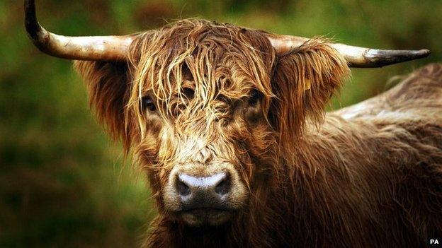 Highland cow