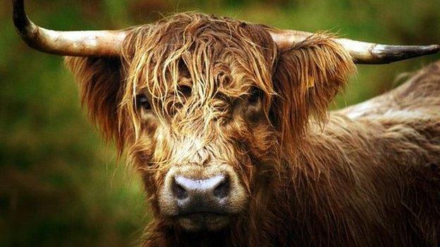 Highland cow