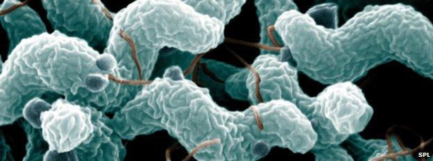 Campylobacter