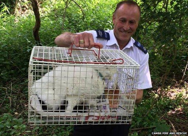 Tom the cat with RSPCA officer