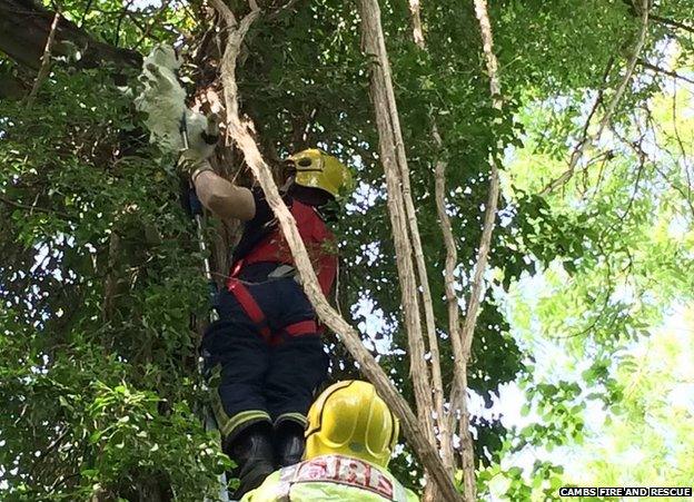 Cat being rescued from tree