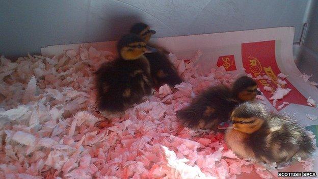 ducklings