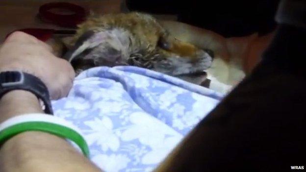 Fox cub after it was freed