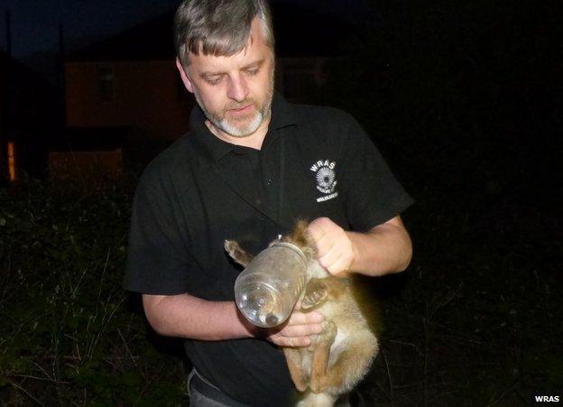 Trevor Weeks with the fox cub