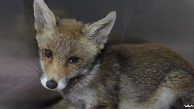 Fox cub at the wildlife casualty care centre