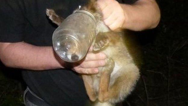 Trevor Weeks with the fox cub