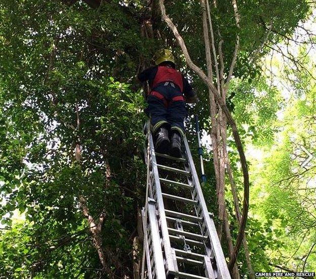 Cat being rescued from tree