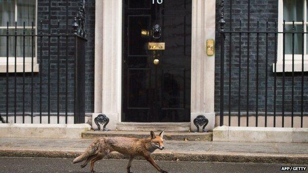 Fox at Downing Street