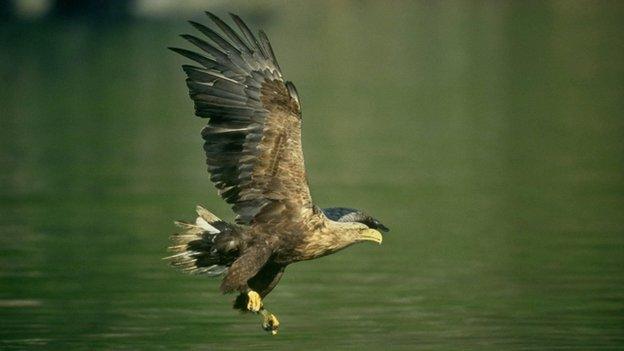 sea eagle