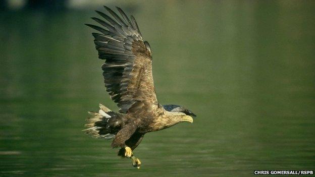 sea eagle