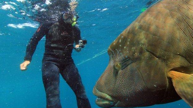 Diver Tony Fonte swims with a giant Maori Wrasse in the Great Barrier Reef