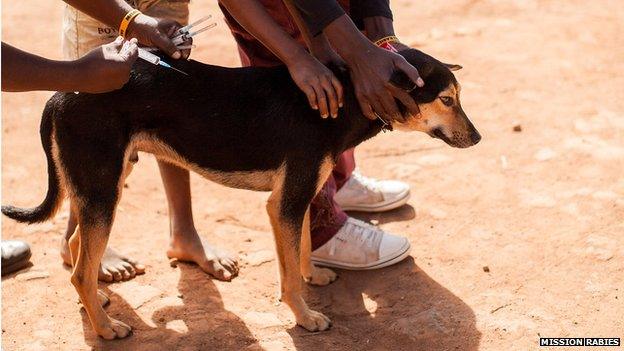 Dog being vaccinated