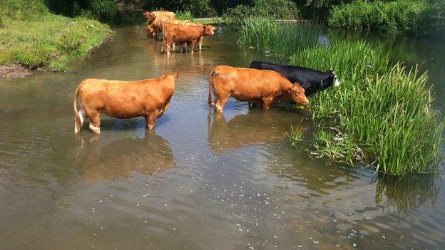 Cows at Sudbury Watermeadows