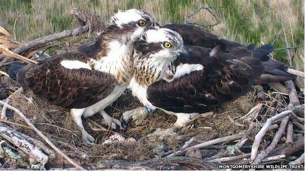 Monty and Glesni guarding their eggs