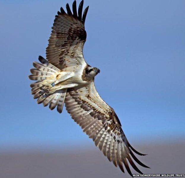 Osprey in flight in the Dyfi valley