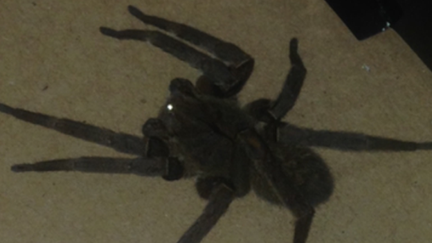 Brazilian Wandering spider