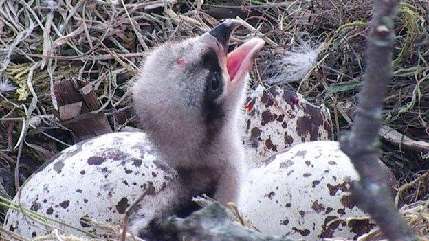 The first egg hatched at 18:33 BST on Friday after a crack first appeared in one of the egg shells in the morning