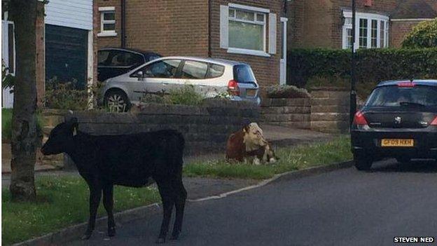 Cows in Crosspool