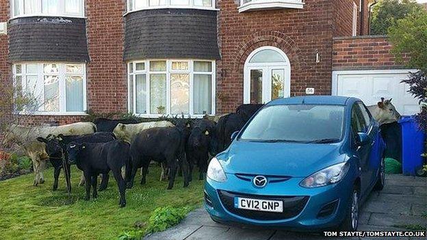 Cows in Crosspool