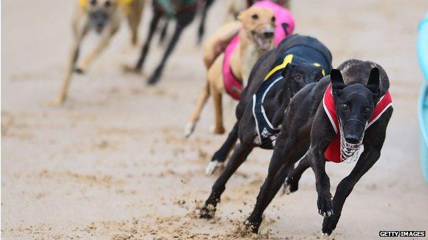 Dogs racing at a track in Australia