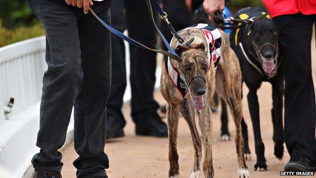 Trainers walk their dogs around a race track in Melbourne