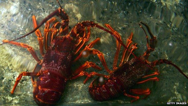 A Tasmanian lobster