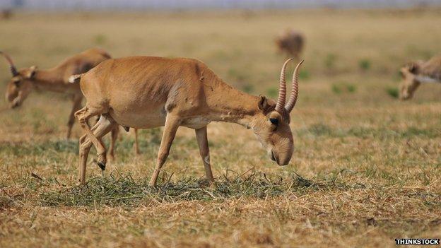 Saiga antelope