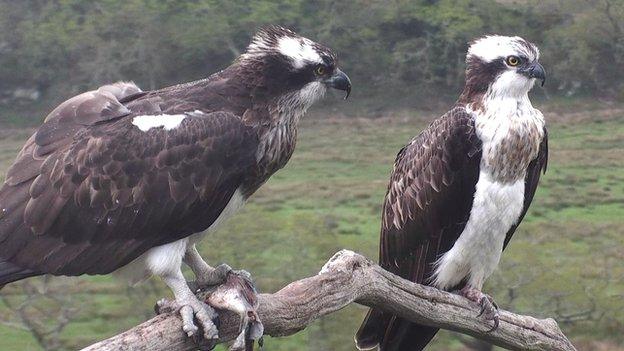 Ospreys Mrs G and Aran