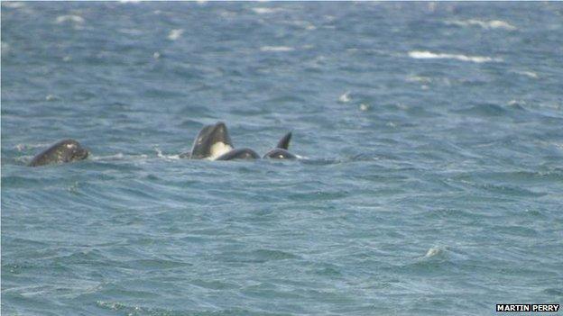 Long-finned pilot whales off Staffin