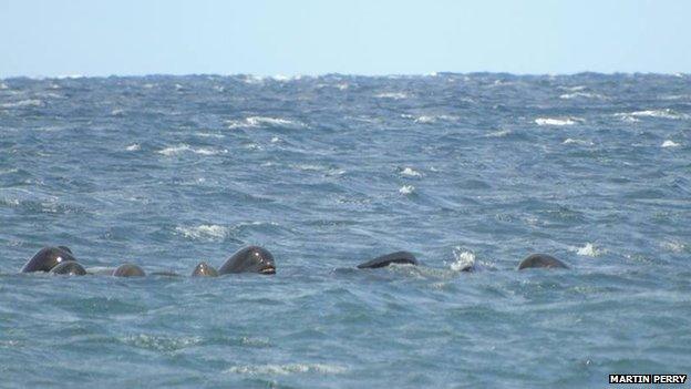 Long-finned pilot whales off Staffin