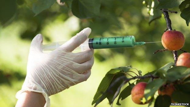 A gloved hand injecting an apple