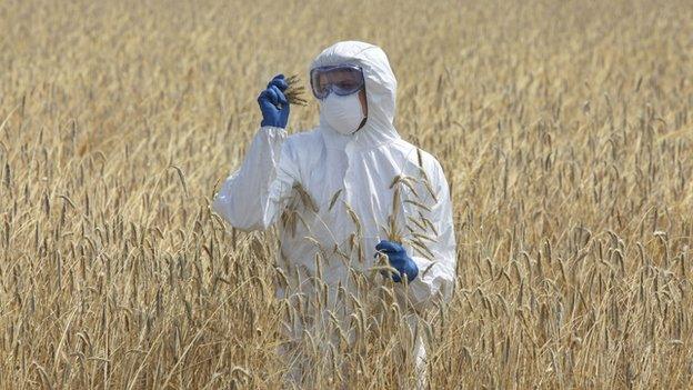 A scientist standing in a field of corn