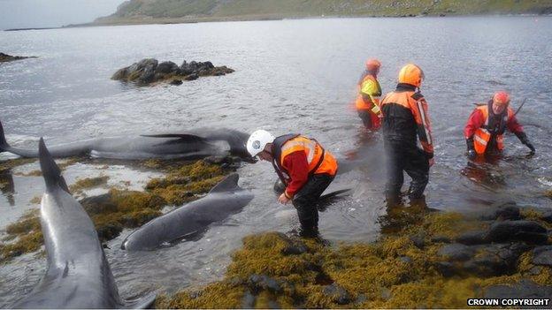 Whales rescue effort