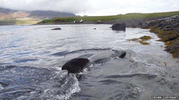 Pilot whale