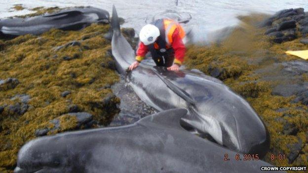 Whales rescue effort